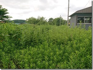 aibetsu20210715 (39)