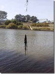 koi20121014-5