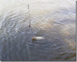 koi20121014-9