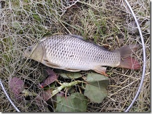koi20130811-7