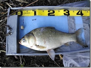 koi20130811-9
