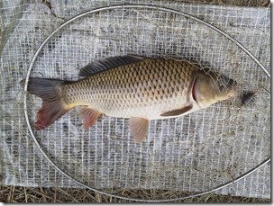koi20120923-9