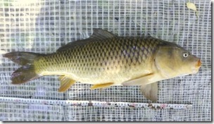 koi20130630-1