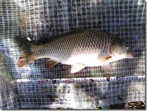 koi20130630-2