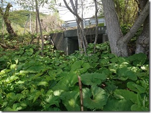 iwashitabashi (7)