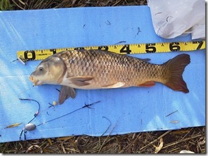koi20121111-8