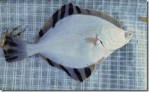 koi20121111-9