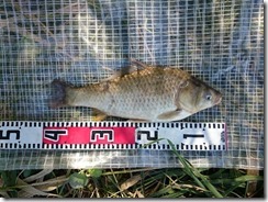 koi20170903-2