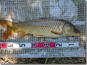 koi20170903