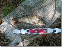 カウント外40cm20170701－１