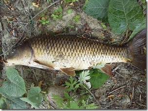 koi20120701