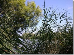 千歳川五条通樋門