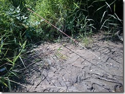 千歳川鯉釣りポイント