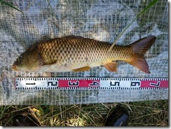 koi20170827-8