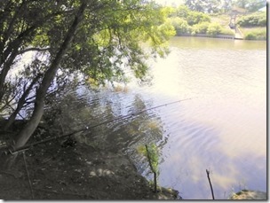 koi20130713-4_2