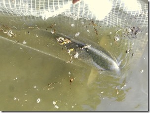 koi20130713-8