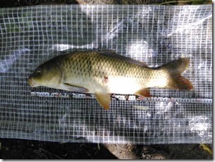 koi50_20130713-3