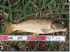 koi20190615-28