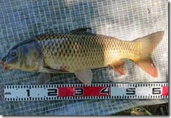 koi2020053104