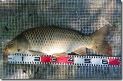 koi2020053106