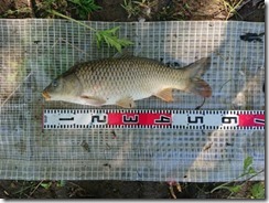 koi2020053110