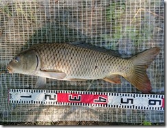 koi2020053111