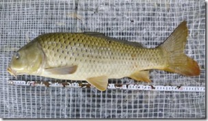 koi20130723-11