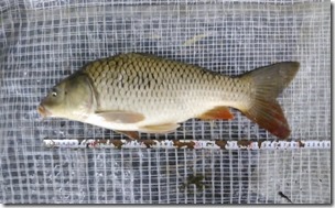 koi20130727-10