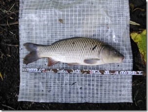 koi20130727-9