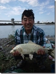 真っ白な錦鯉