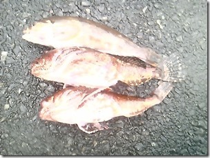 rebunnge20111120-6
