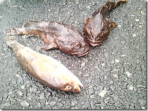 rebunnge20111120-8