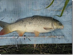 koi20111010-11