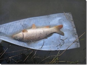 koi20111010-12