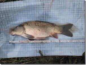 koi20111010-14