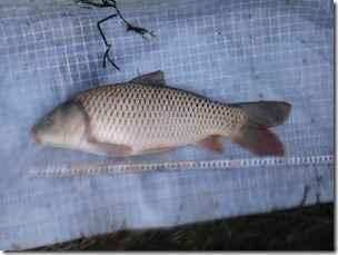 koi20111010-15