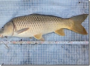 koi20111010-16