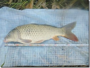 koi20111010-17