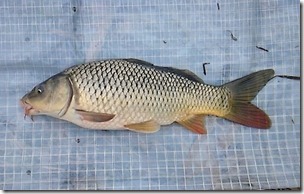 koi20111010-2
