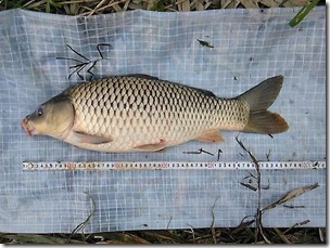 koi20111010-4