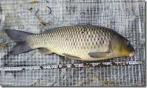 koi20131031_10_43