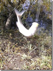 koi20131031_11_50