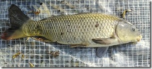 koi20131031_12_51