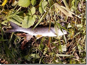 koi20131031_13_02