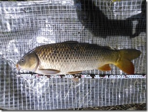 koi20130715-13