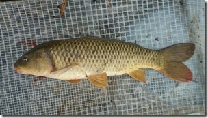 koi20140819-1
