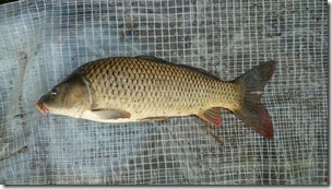 koi20140819-2