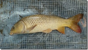 koi20140819-3