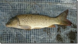 koi20140819-4