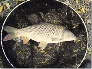 koi20121028-9